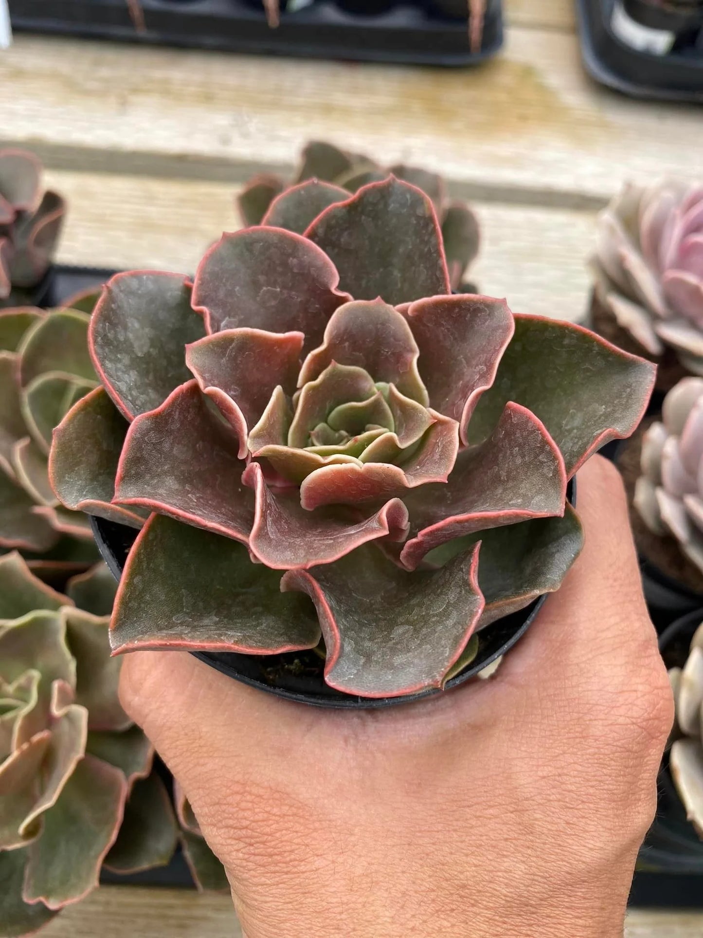 Fireglow Echeveria