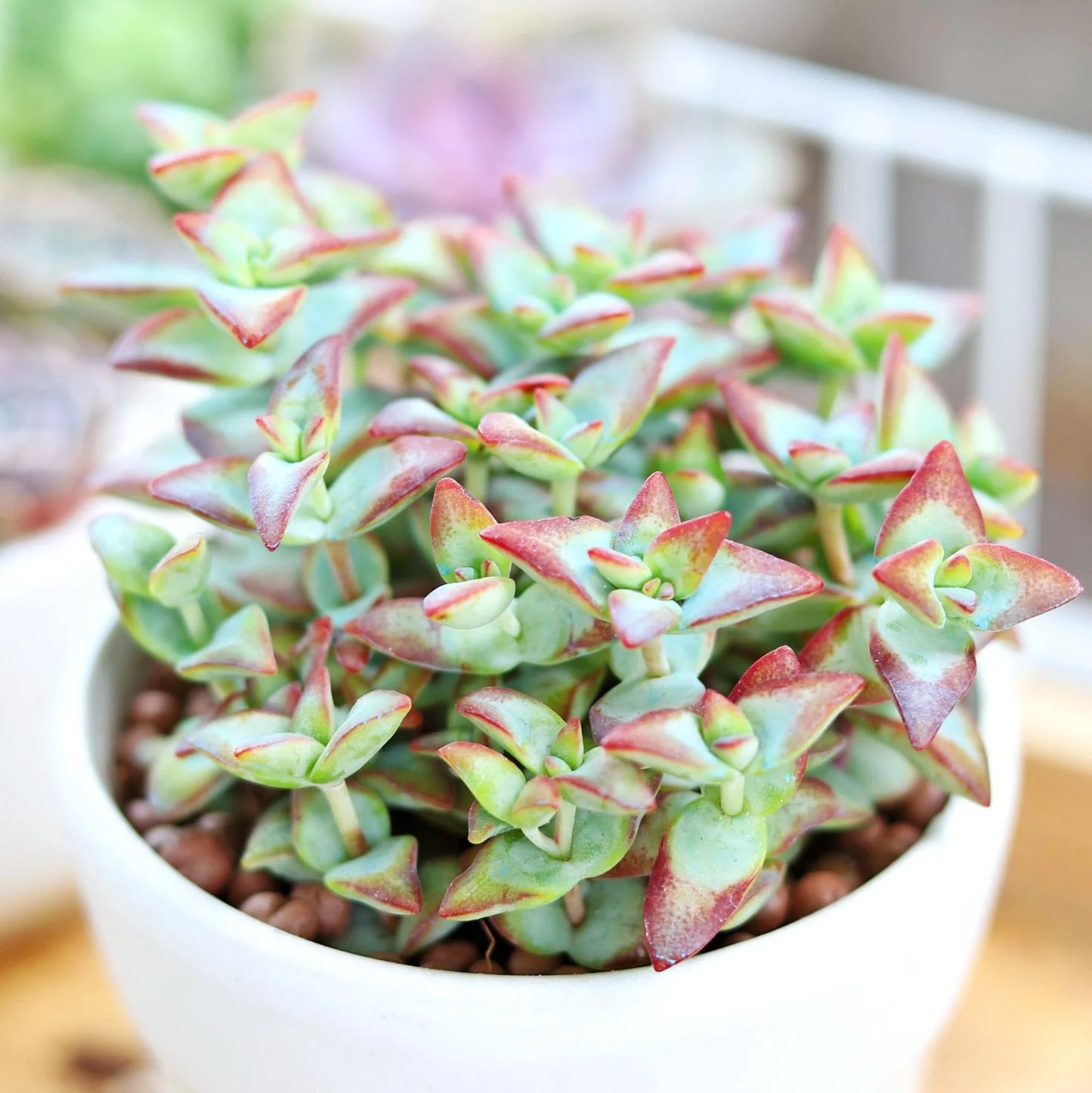 High Voltage Crassula