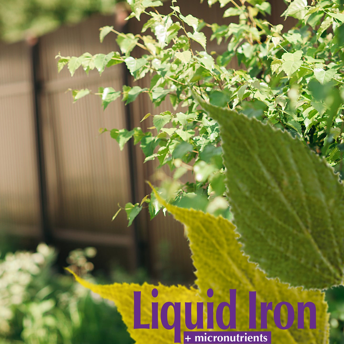 CHELATED LIQUID IRON 1gal
