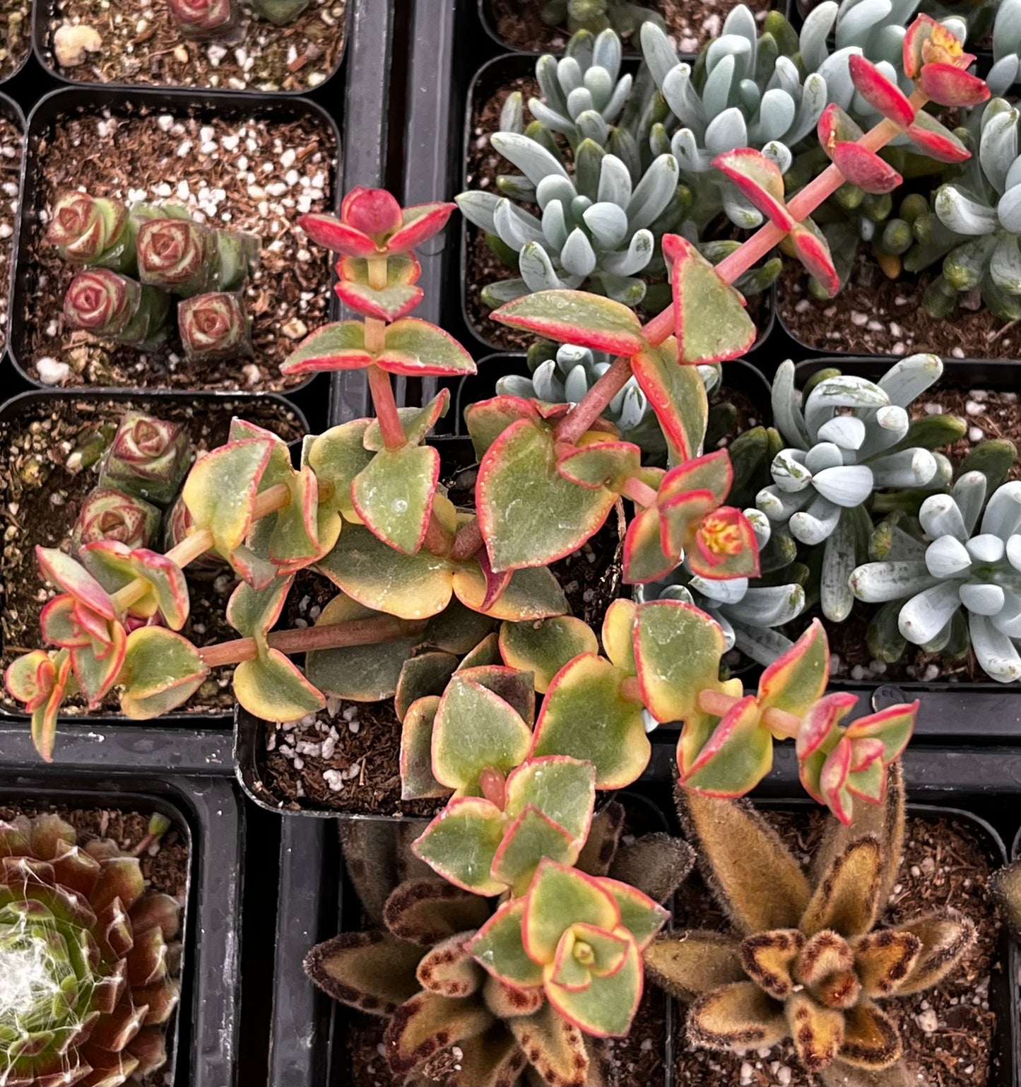 Calico Kitten Variegated Crassula