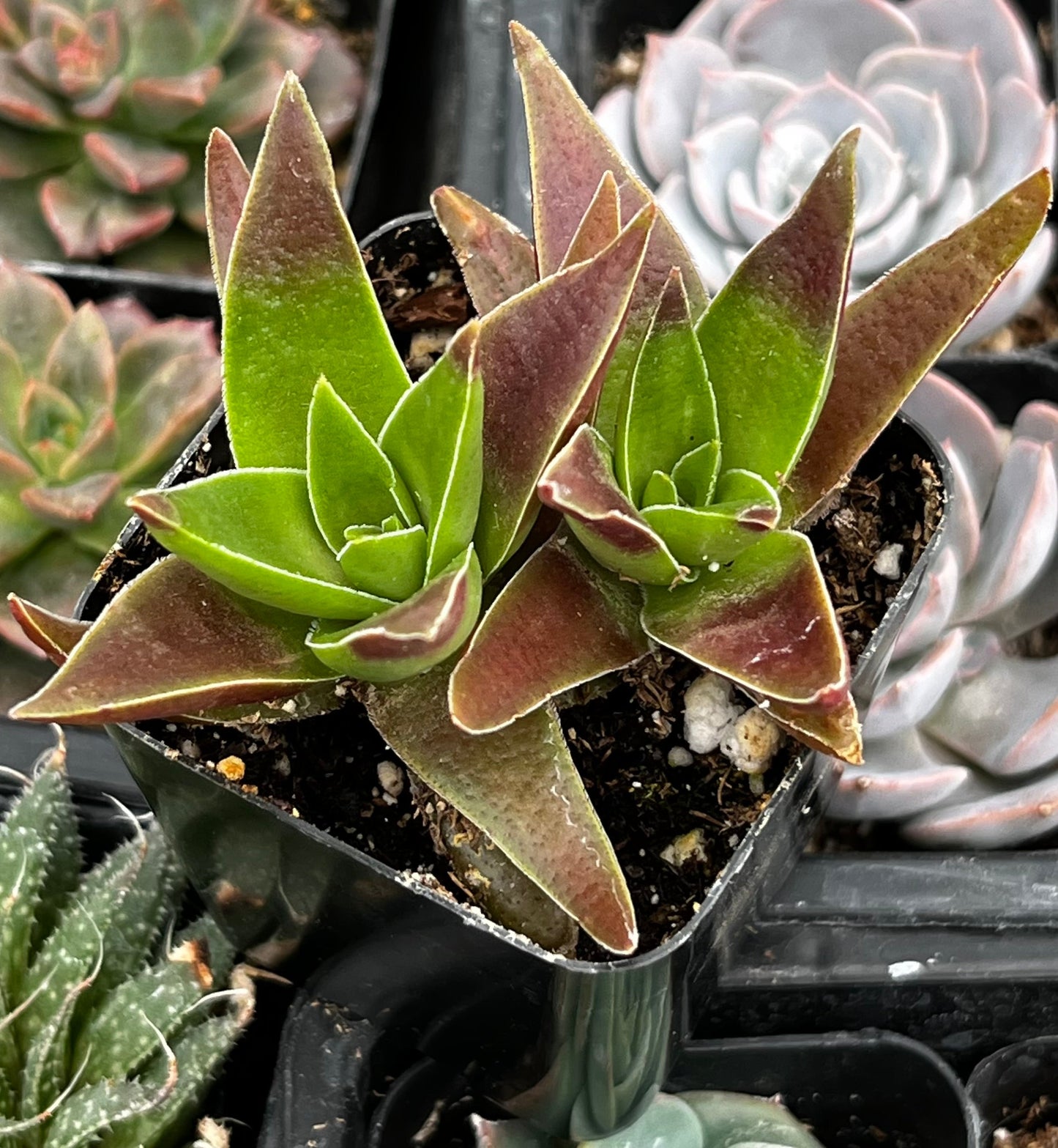 Red Pagoda Crassula