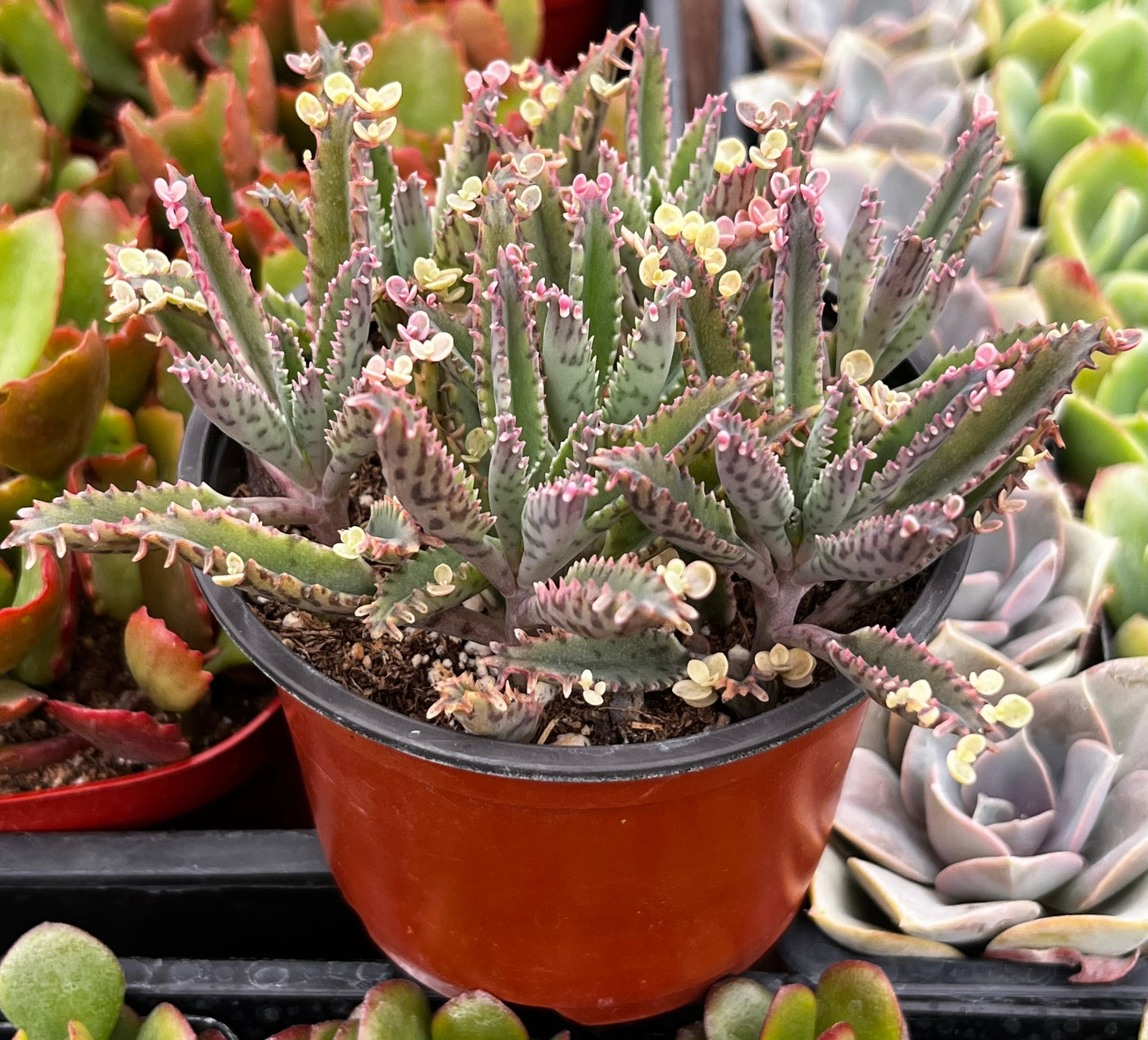 Mother of Millions