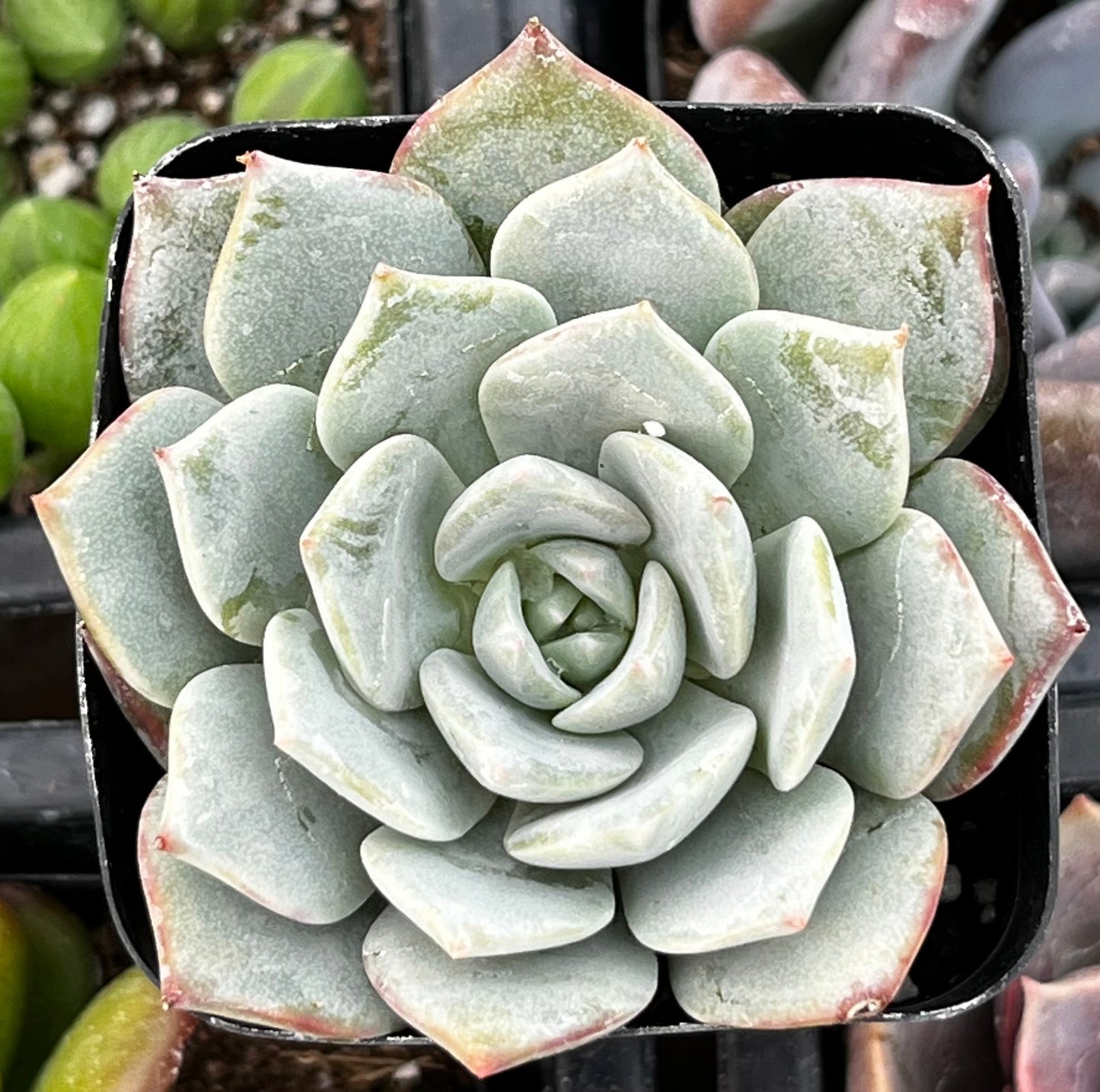 White Rose Echeveria