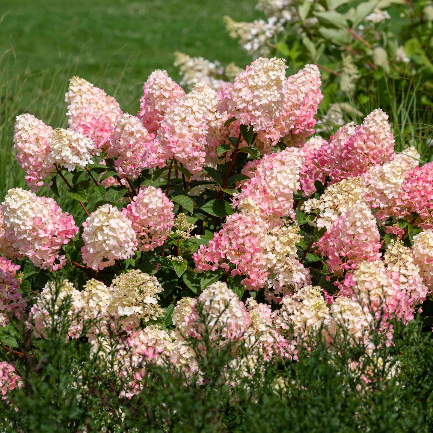 STRAWBERRY SUNDAE HYDRANGEA 2gal