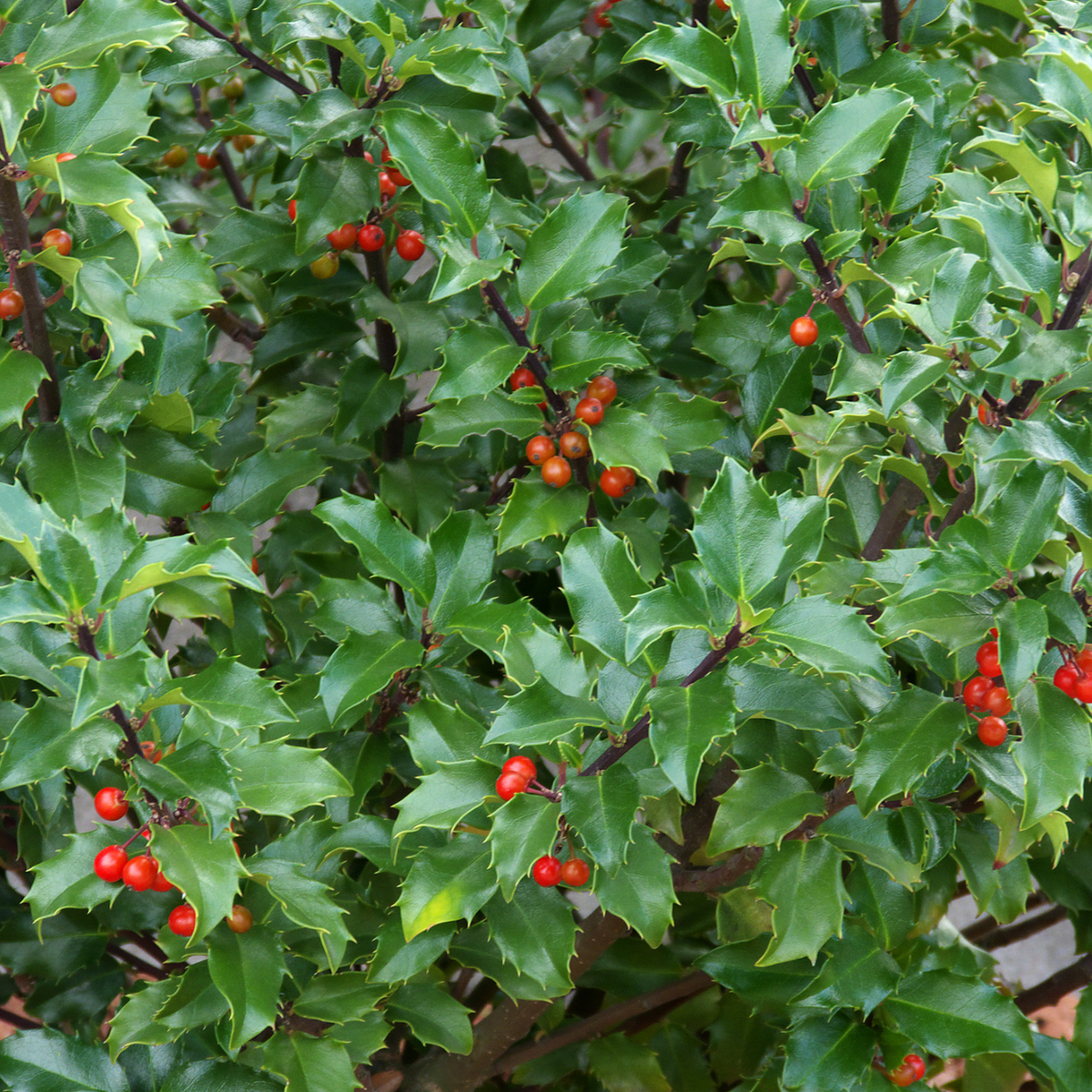 BERRI MAGIC HOLLY 2gal