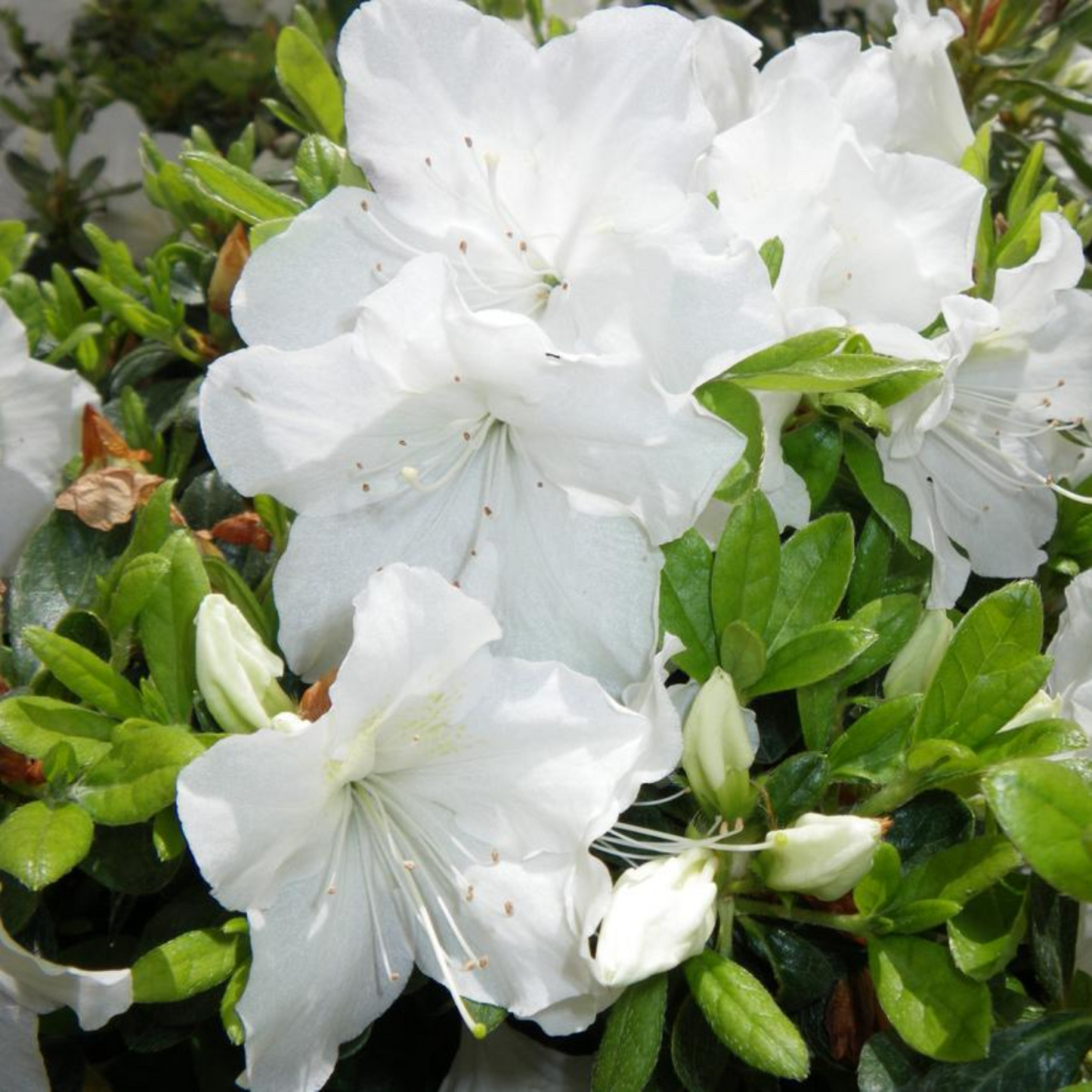 EVER GIRARDS PLEASANT WHITE AZALEA 3gal
