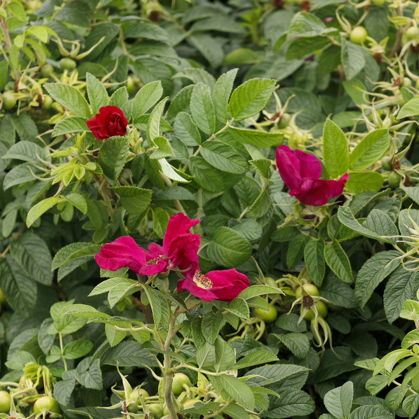 RUGOSA SEASIDE SWIRL RED ROSE 2gal