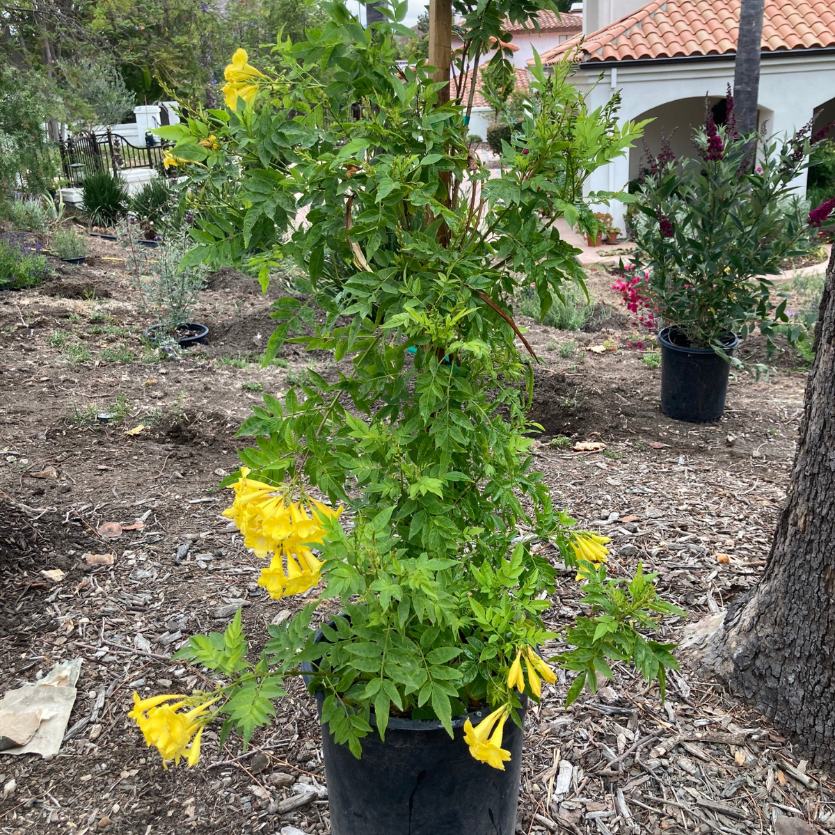 YELLOW TRUMPET VINE 2gal STAKED