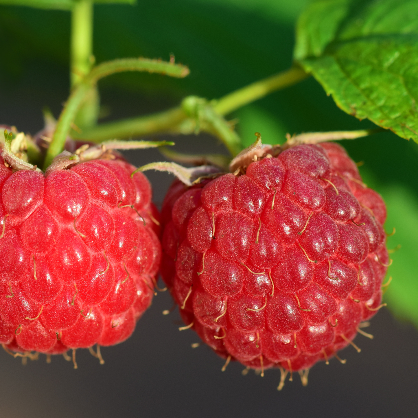 SUPERLICIOUS RASPBERRY 2gal