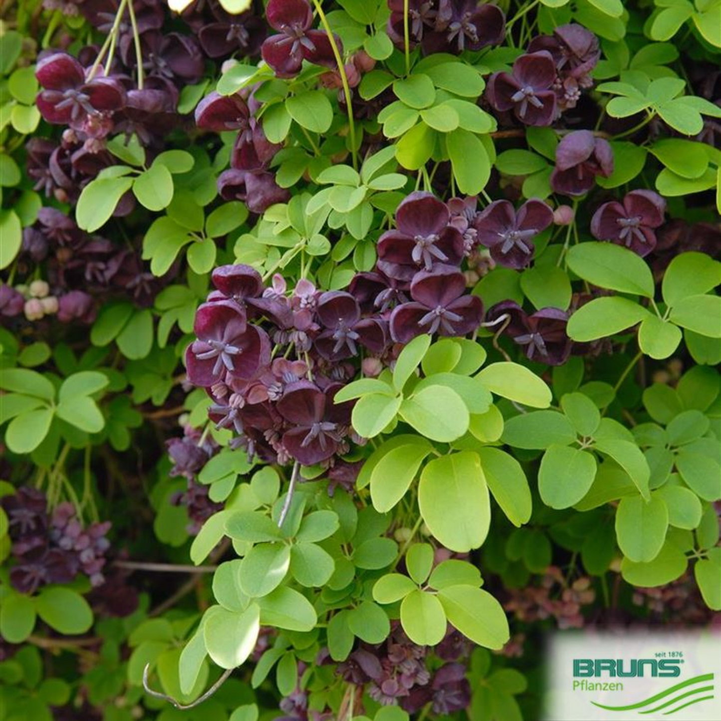 WHITE FLOWERING CHOCOLATE VINE AKEBIA 5gal STAKED
