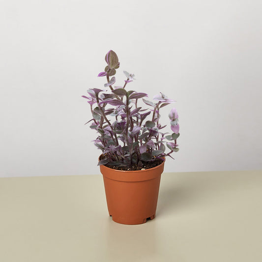 Tradescantia Callisia 'Pink Panther'