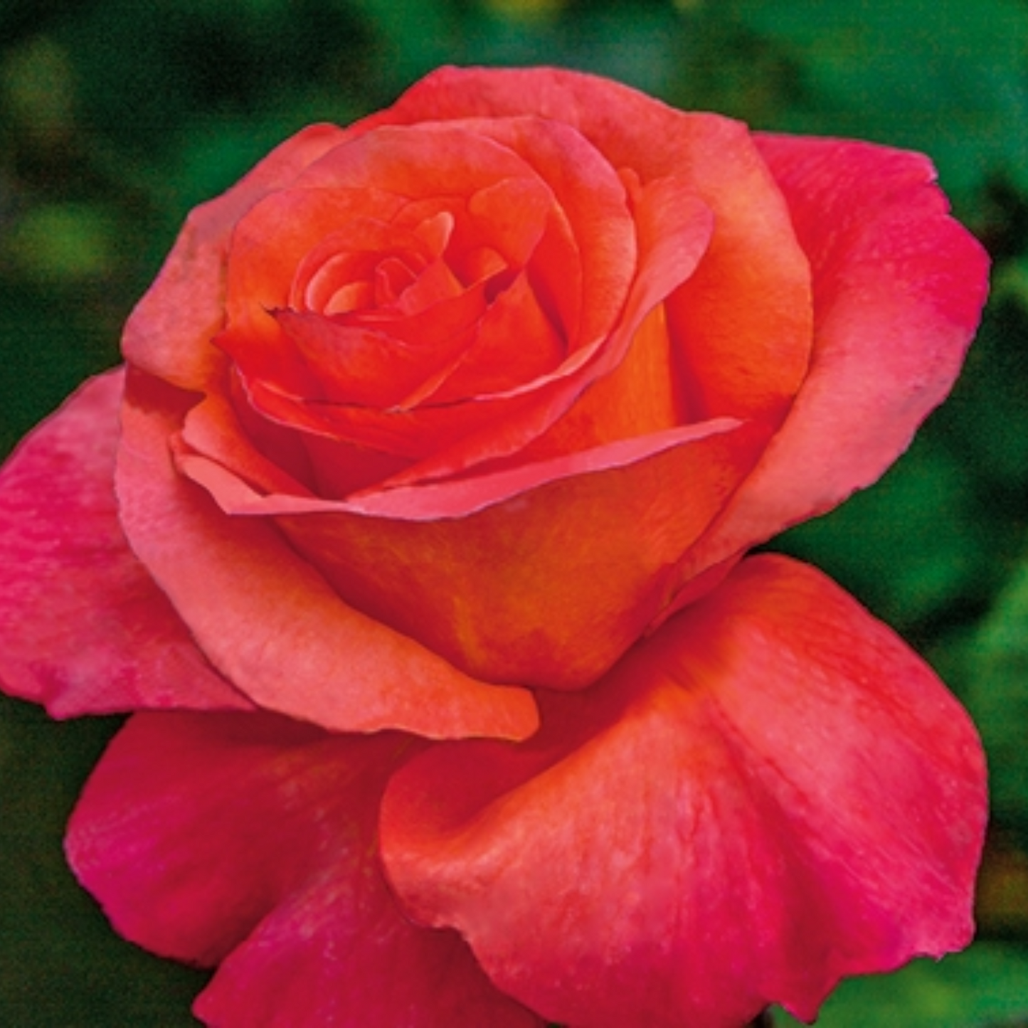 SUNDOWNER ROSE 3gal