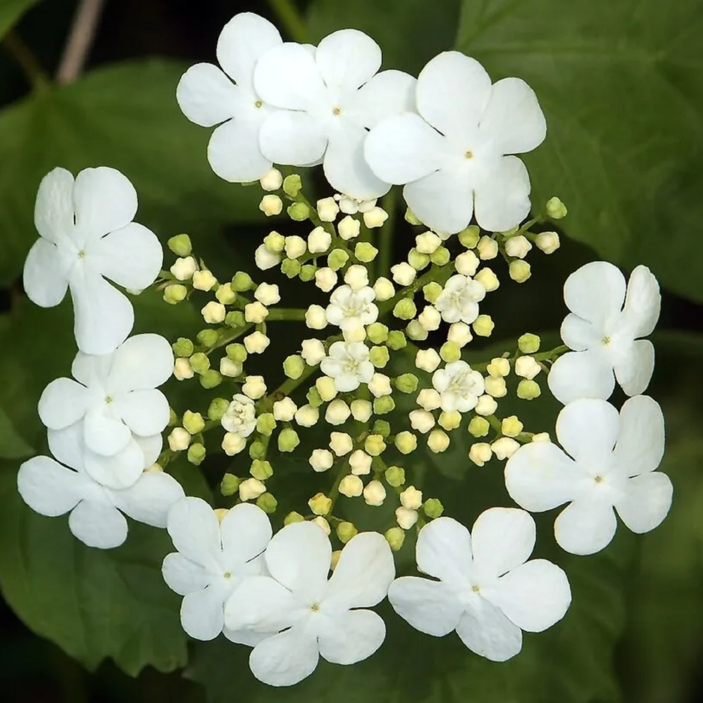 CRANBERRY BUSH VIBURNUM 2gal