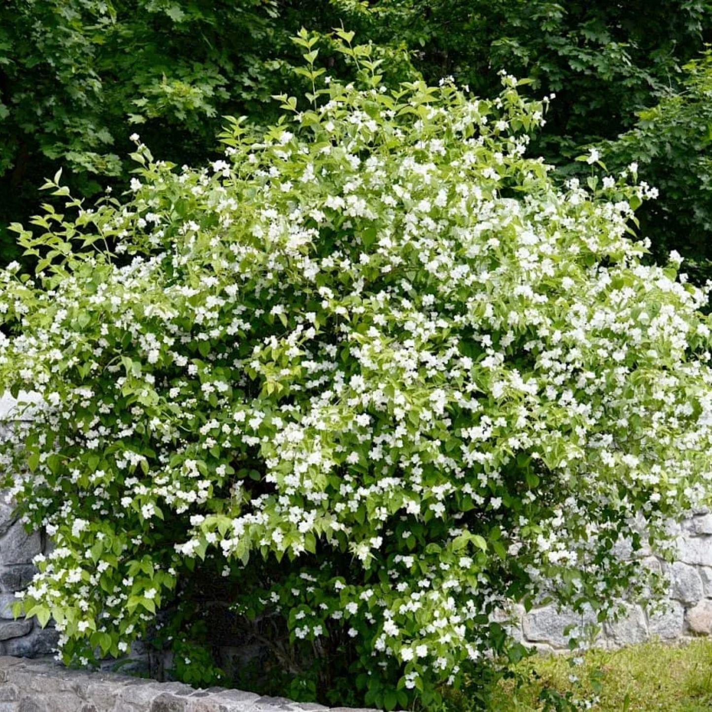 GEORGIA PETITE HAWTHORN 2gal