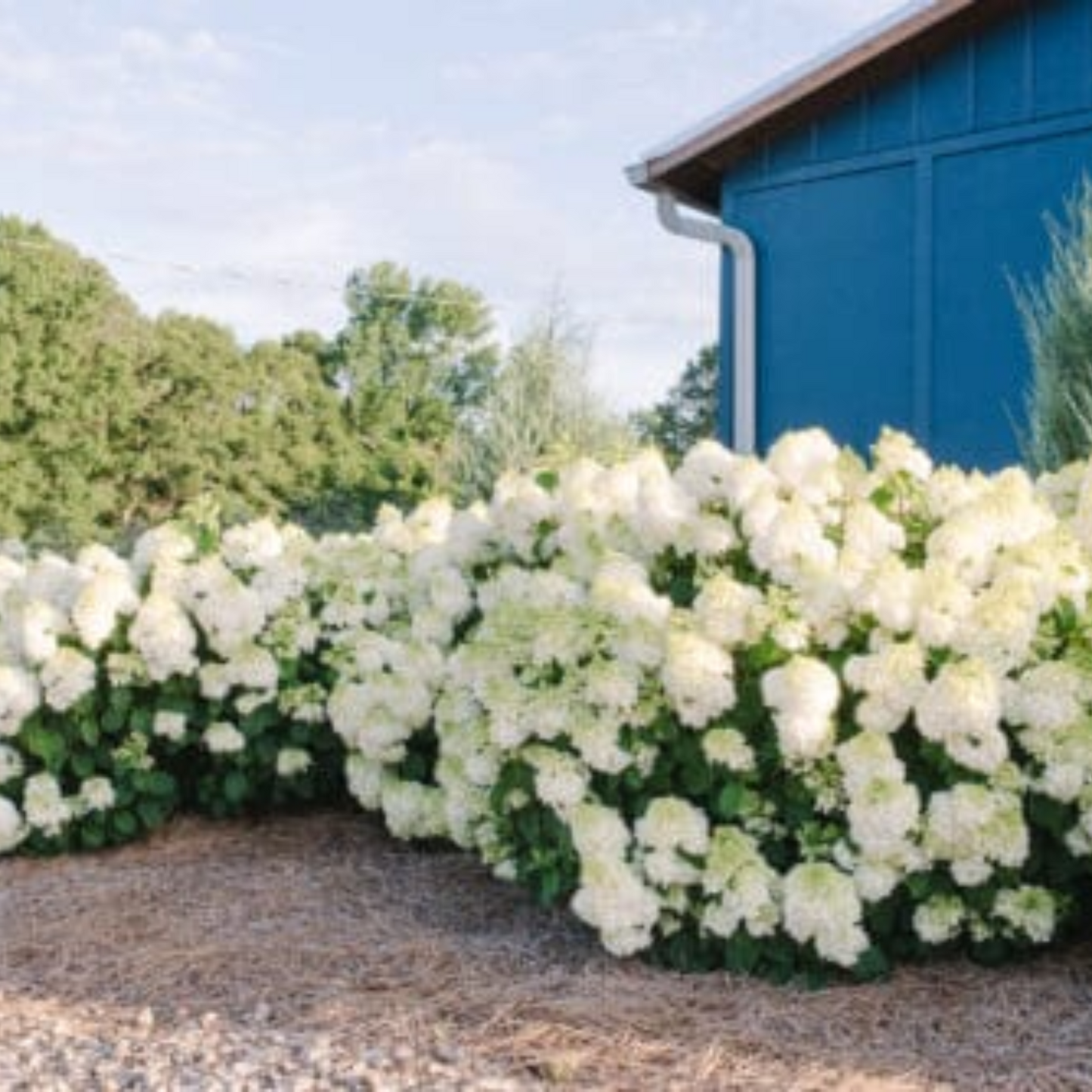 LITTLE HOTTIE HYDRANGEA 2gal