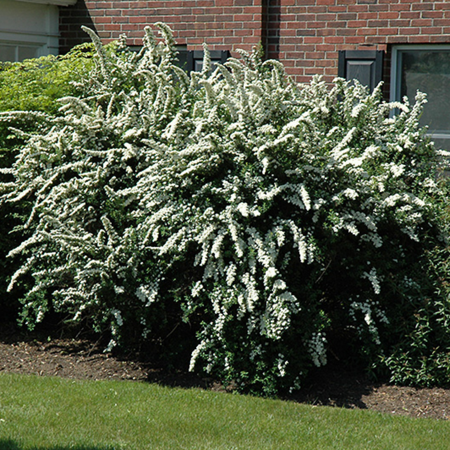 RENAISSANCE BRIDALWREATH SPIRAEA 2gal