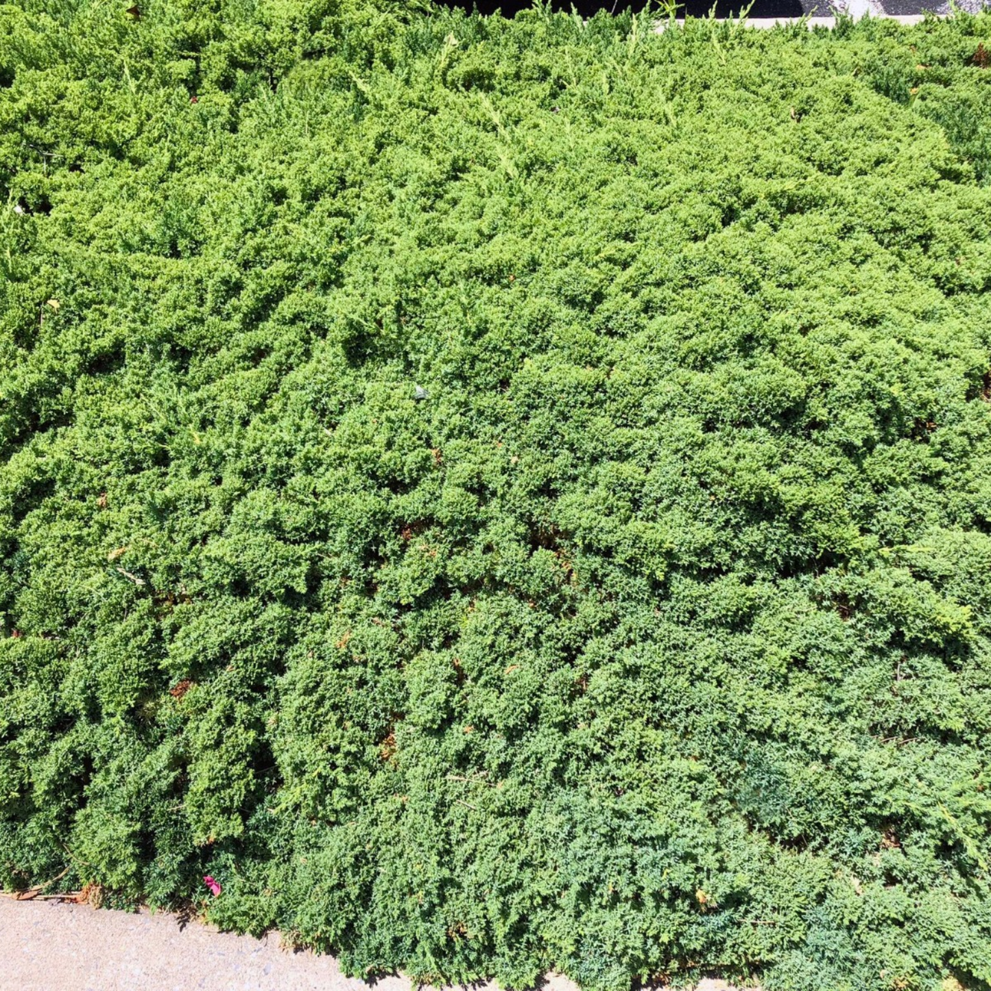 JAPANESE GARDEN JUNIPER 2gal