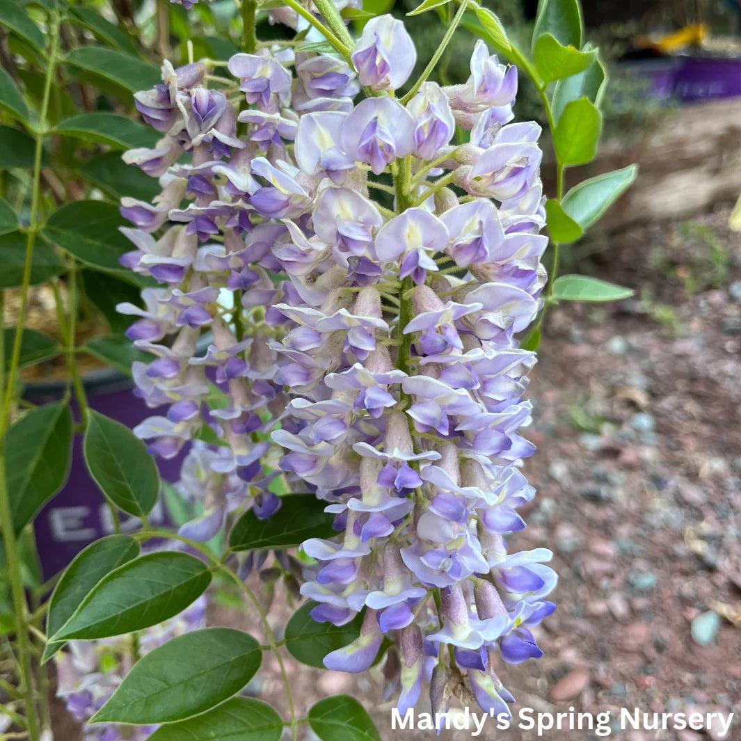 SUMMER CASCADE WISTERIA 2gal