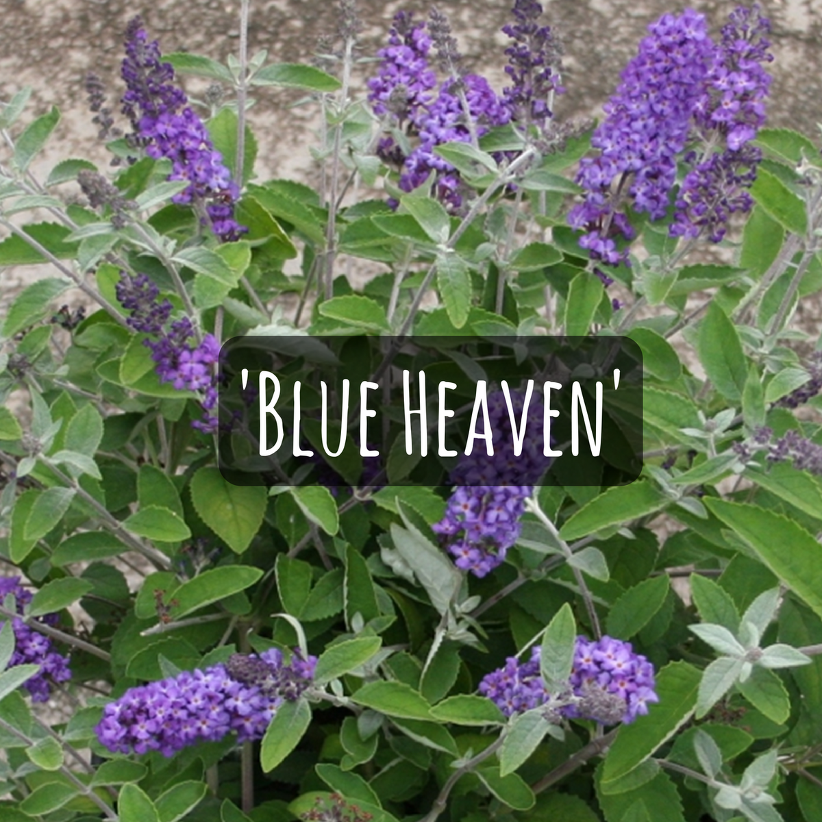 FLUTTERFLY PETITE BLUE HEAVEN BUTTERFLY BUSH 2gal