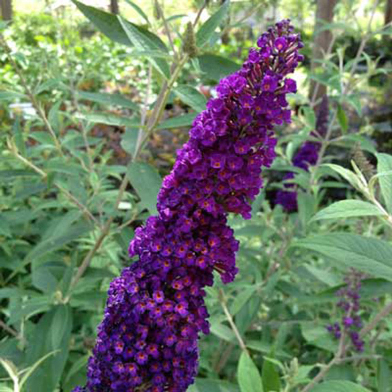 LO & BEHOLD BUTTERFLY BUSH PURPLE HAZE 2gal