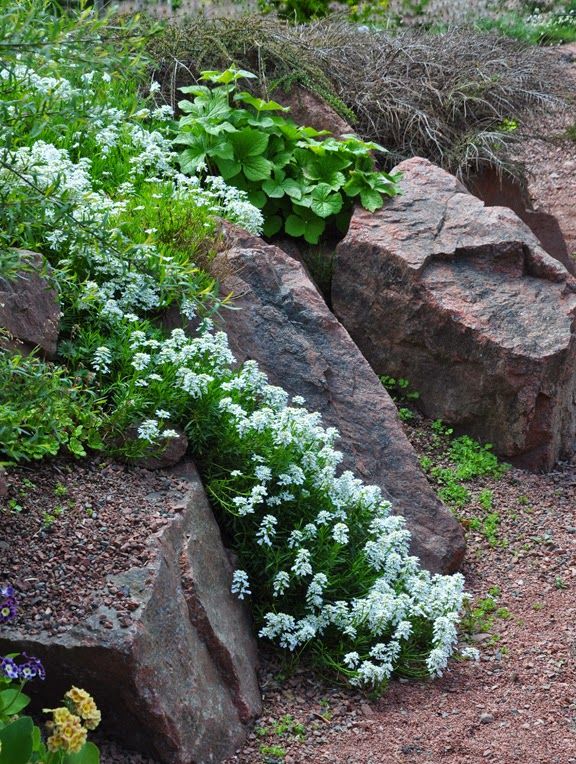 CANDYTUFT 1gal