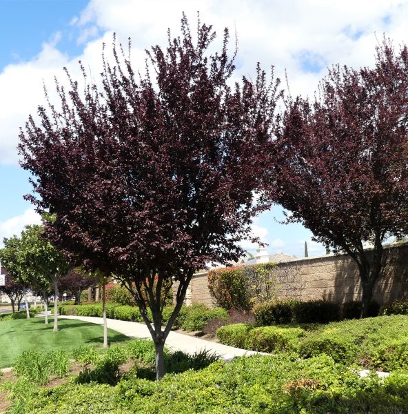 THUNDERCLOUD PLUM TREE 5gal