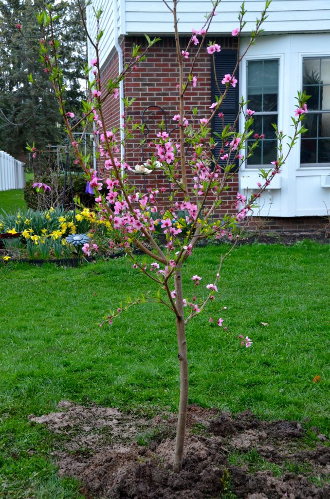 LORING PEACH SEMI DWRAF 5gal