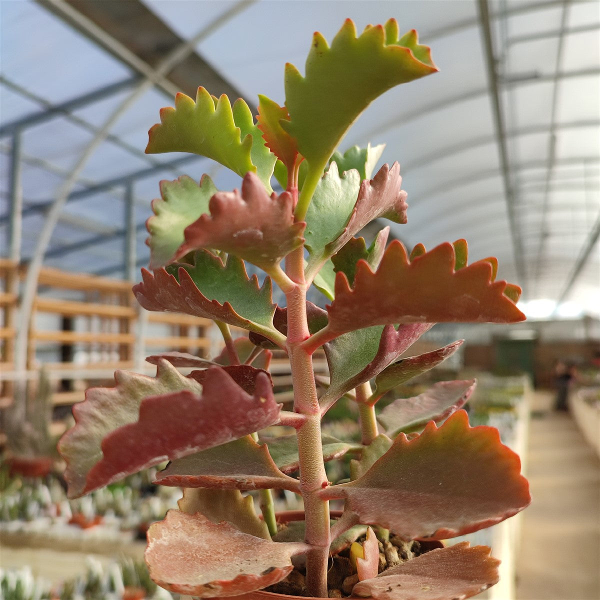Kalanchoe Longiflora