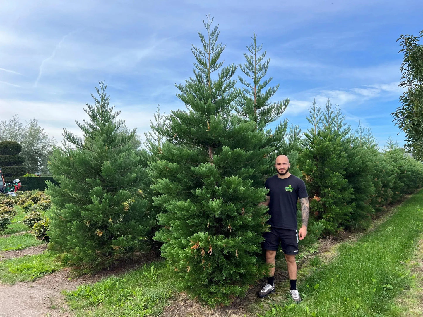 GAINT SEQUOIA TREE 6gal