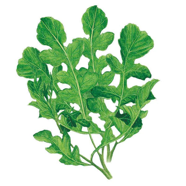 SEEDS 269