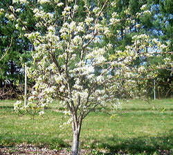 SHINSEIKI ASIAN PEAR 5gal