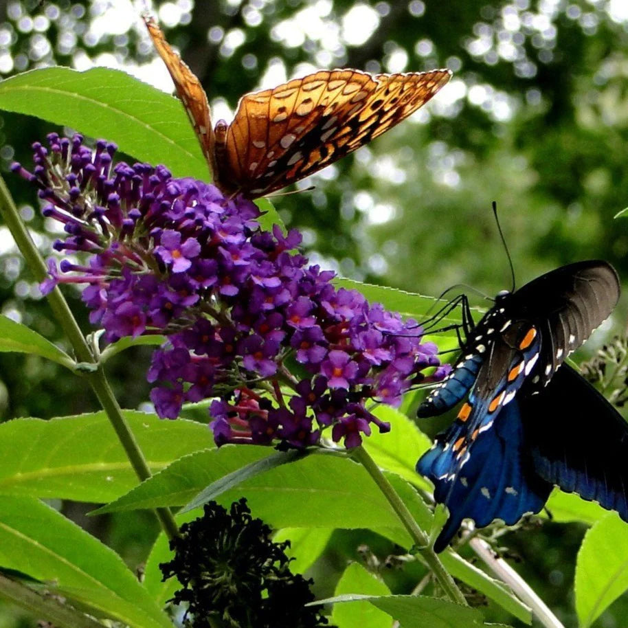 BLACK KNIGHT BUTTERFLY BUSH 3gal