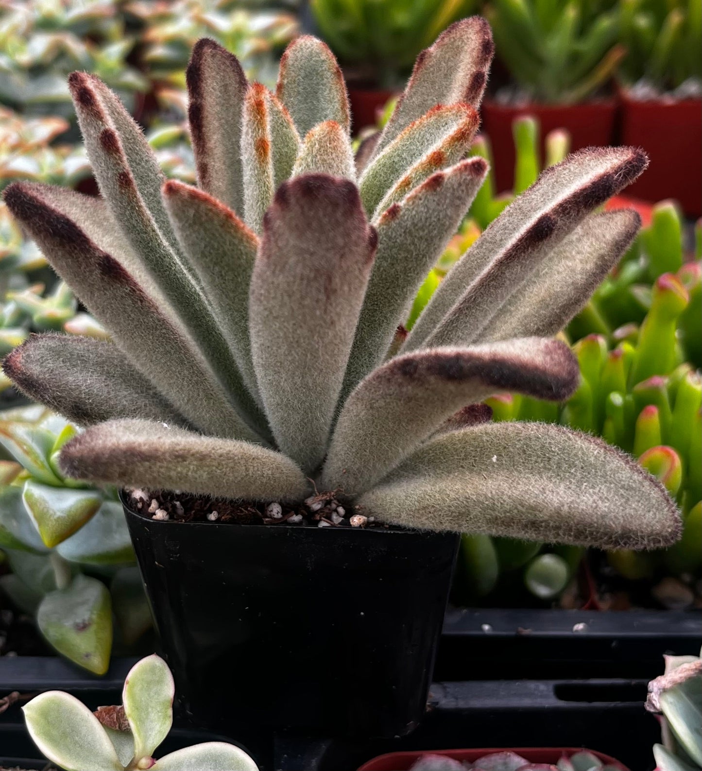 Chocolate Soldier Kalanchoe