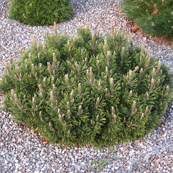 SLOWMOUND MUGO PINE 2gal