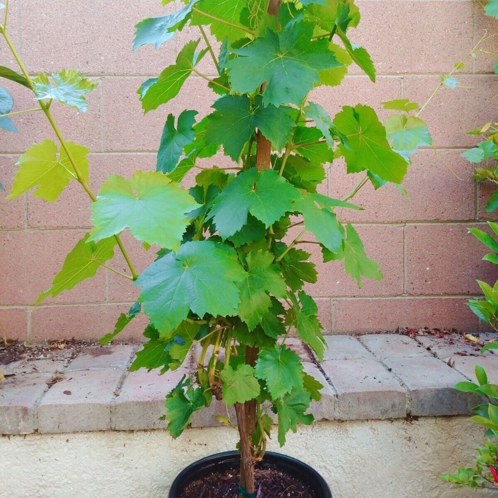 FLAME SEEDLESS GRAPE 1gal