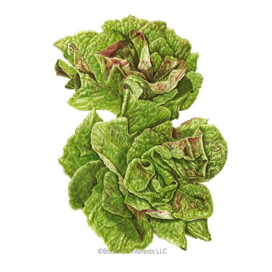 SEEDS 299