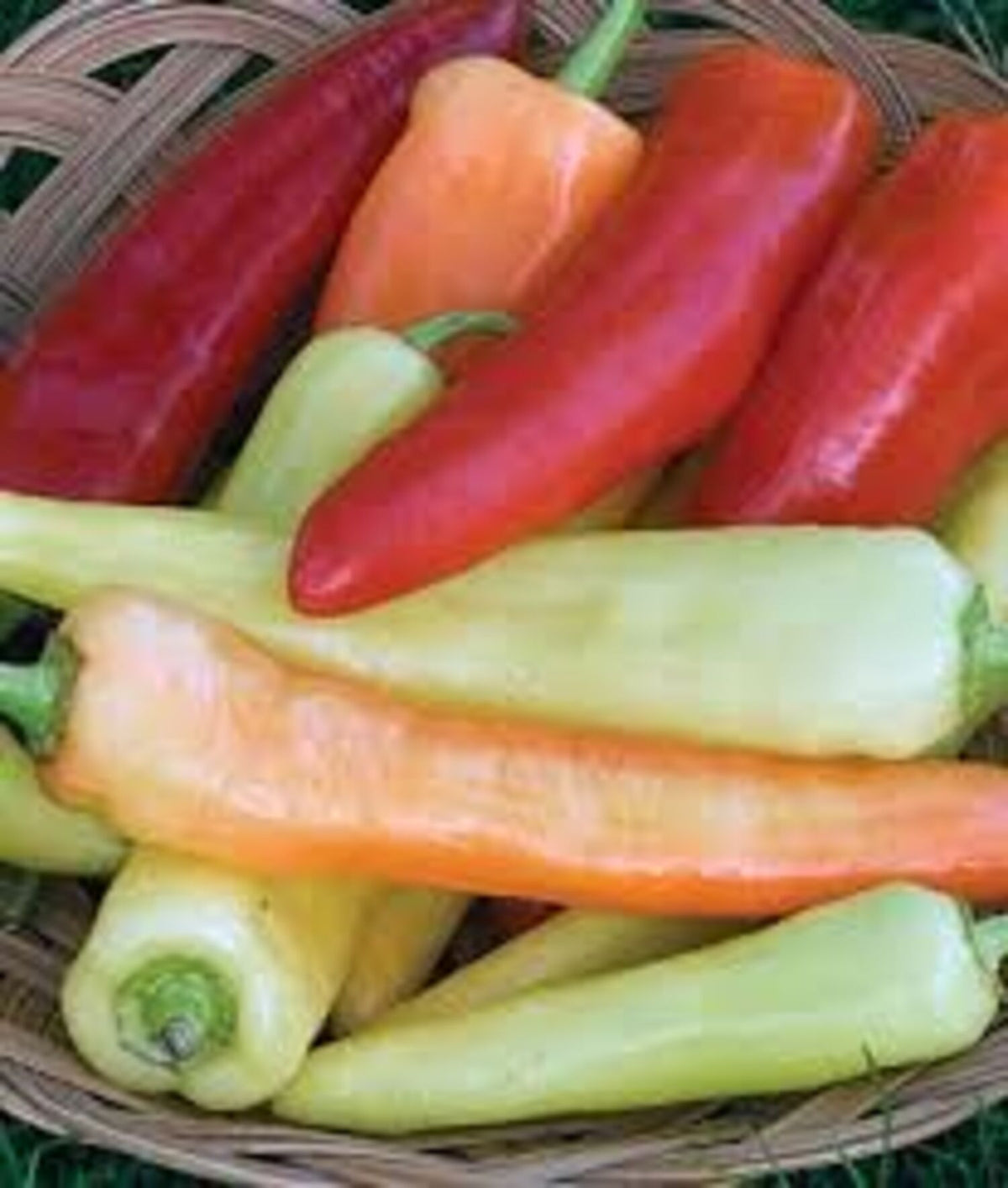 ASSORTED PEPPERS 6in