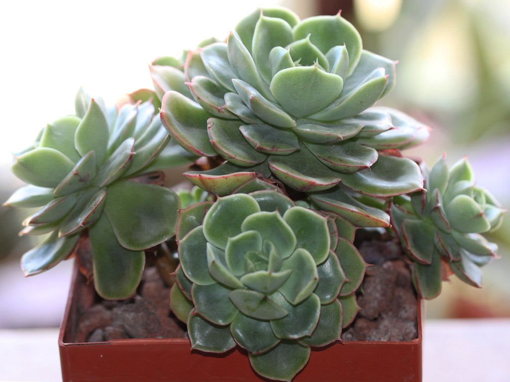 Sofia Echeveria