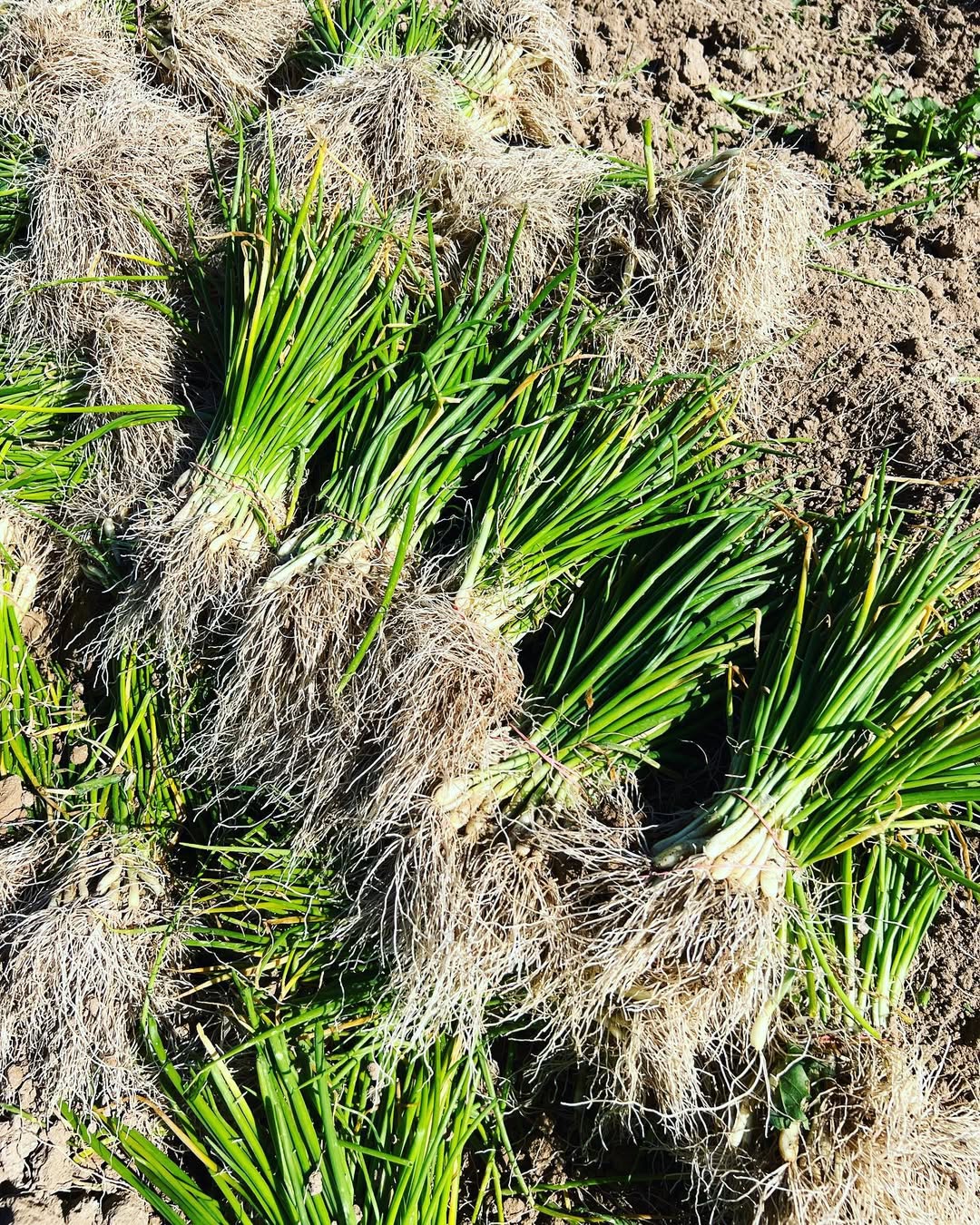 Short Day Onion Bundle