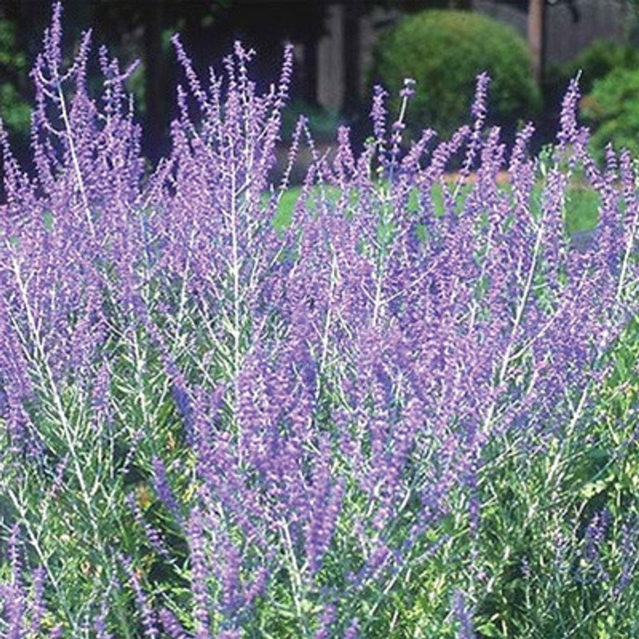 LITTLE SPIRES RUSSIAN SAGE 1gal