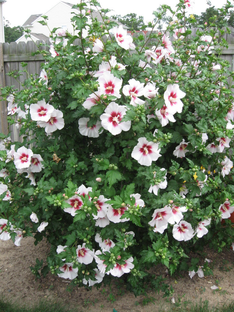 BALI ROSE OF SHARON 2gal