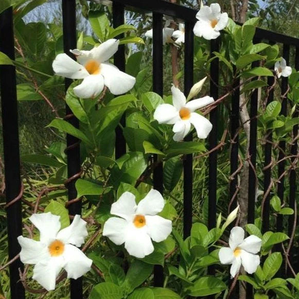 MADINIA WHITE MANDEVILLA LITTLE ONE