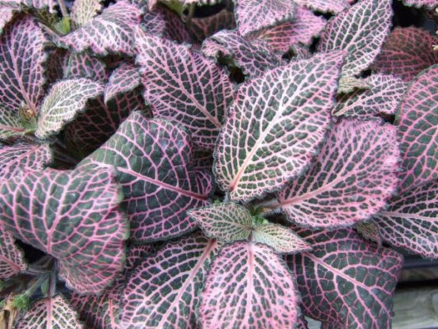 FITTONIA NERVE PLANT ASSORTED