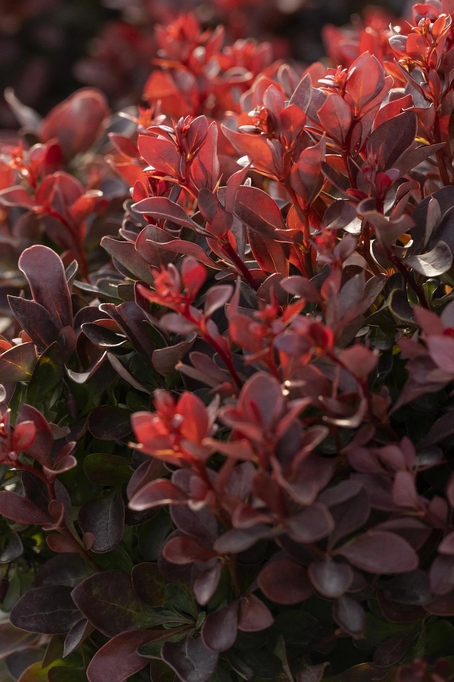 PYGMY RUBY BARBERRY 2gal