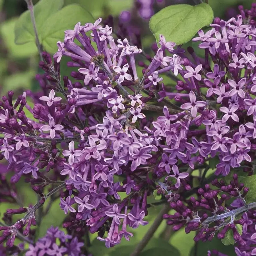 Bloomerang® Dark Purple Lilac (SYRINGA X BLOOMERANG® DK PURPLE) - 3 gallon 15"