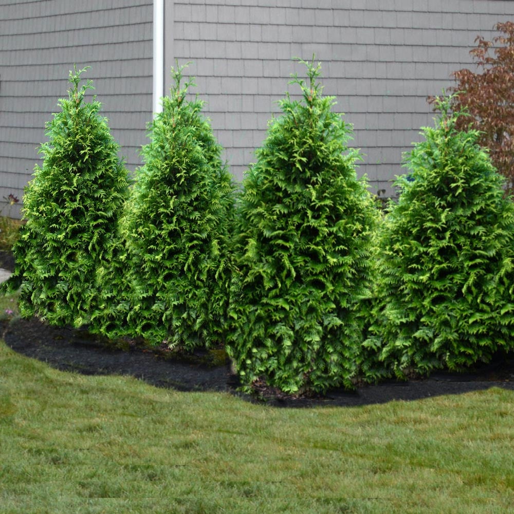 Thuja Junior Giant (Thuja x 'Junior Giant') - 1 gallon