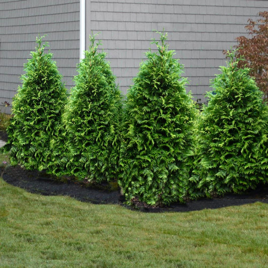 Thuja Junior Giant (Thuja x 'Junior Giant') - 1 gallon