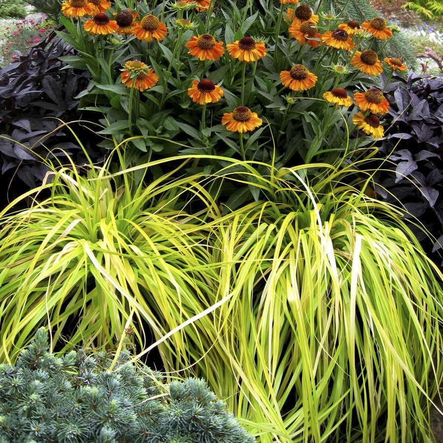 EVERCOLOR SEDGE 1gal