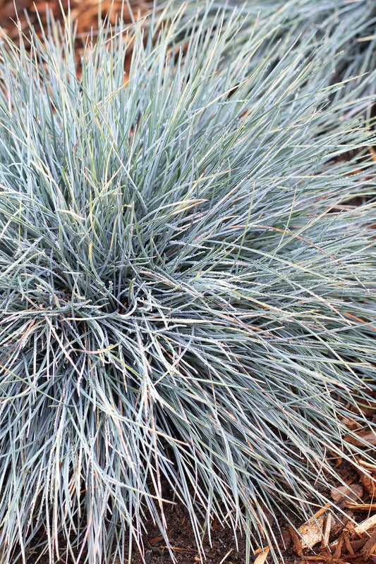 ELIJAH BLUE FESCUE GRASS 1gal