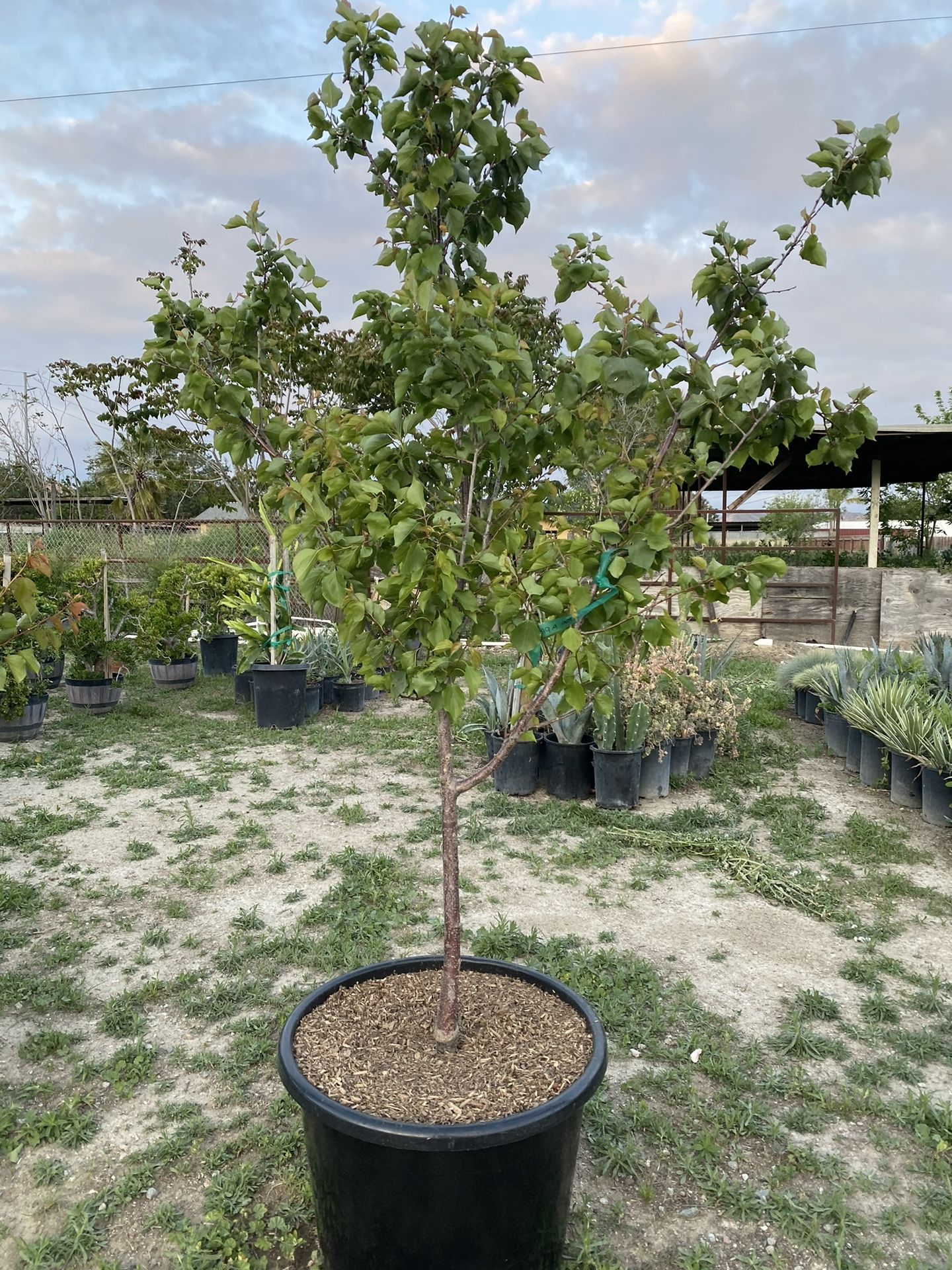 TILTON APRICOT TREE 7gal